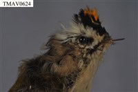火冠戴菊鳥藏品圖，第8張